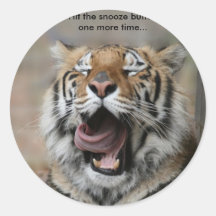 Sleepy Tiger Stickers