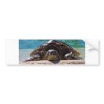 Sleepy Turtle bumper stickers