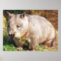 Sleepy Wombat Poster posters