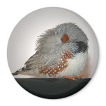 Sleepy Zebra Finch Magnet