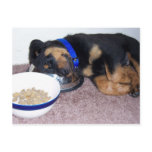 sleepyhead rottweiler. postcards