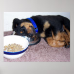 sleepyhead rottweiler. posters