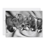sleepyhead rottweiler puppies invitations