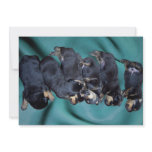 sleepyhead rottweiler puppies invitations