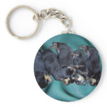 sleepyhead rottweiler puppies keychains