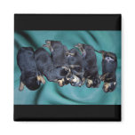 sleepyhead rottweiler puppies magnets