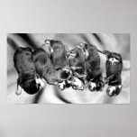 sleepyhead rottweiler puppies posters