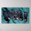 sleepyhead rottweiler puppies posters