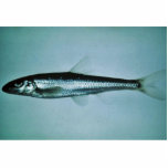 Slender Chub photo sculptures