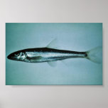 Slender Chub Print