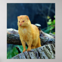 Slender Mongoose Galerella Sanguinea Posters