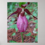 Slipper of Venus posters