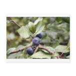 Sloe Berries postcards