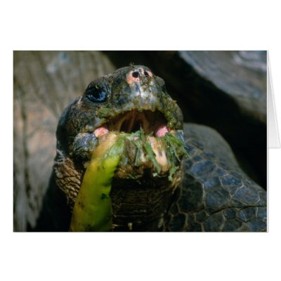Sloppy eater greeting cards by mikeker