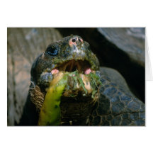 Sloppy eater greeting cards