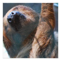 Sloth Face  Invitations