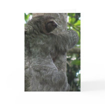 Sloth Greeting Card