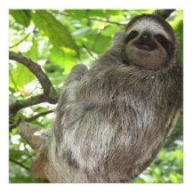 Sloth in Tree Custom Invites