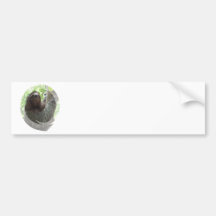 Sloth Photo Design Bumper Sticker