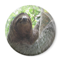 Sloth Photo Design Magnet