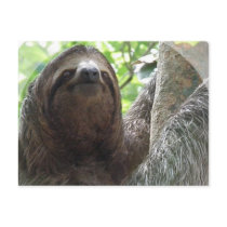 Sloth Photo Design Postcard