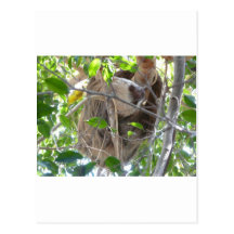 sloth post cards