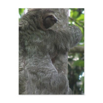 Sloth Postcard