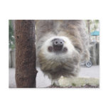 Sloth Postcard