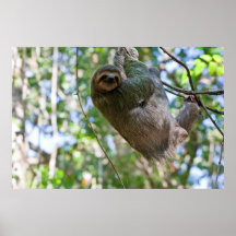 Sloth Print