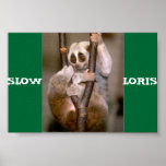 Slow Loris posters
