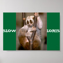 Slow Loris Poster