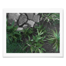 Slow Start Photographic Print