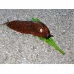Slug Eating The Leaf From Dandelion photo sculptures