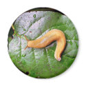 Slug on Leaf Magnet