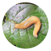 Slug on Leaf Stickers