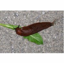 Slug Cut Outs