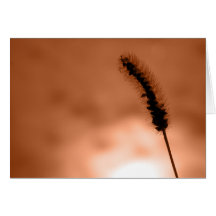 Small Beauty Cards