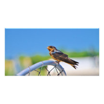 Small bird on a net photo card