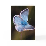 Small Blue Butterfly Greeting Card