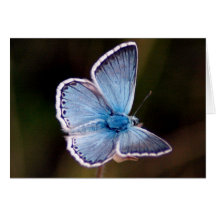 Small Blue Butterfly Greeting Card