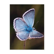 Small Blue Butterfly Postcard
