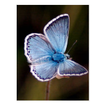 Small Blue Butterfly Postcard