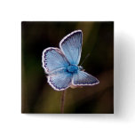 Small Blue Butterfly Square Pin buttons