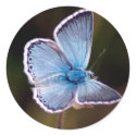 Small Blue Butterfly Sticker
