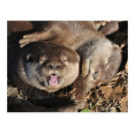 Small clawed otter postcard
