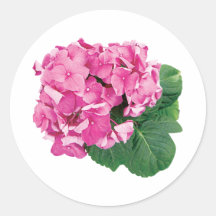 Small Cluster of Pink Geraniums Stickers