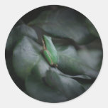 Small Frog Round Sticker