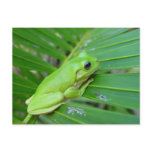 Small Green Frog postcards