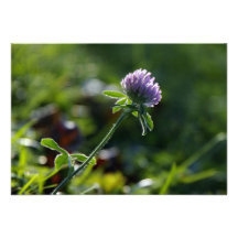 Small Growing Purple Dahlia Invite