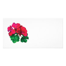 Small Magenta Geraniums Photo Card